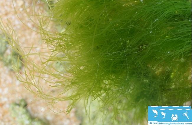 Nguyên nhân và cách phòng tránh tảo trong bể hải sản